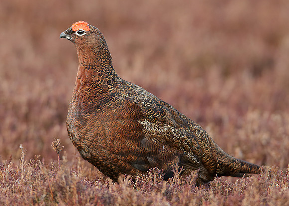 Red Grouse Lagopus lagopus scoticus