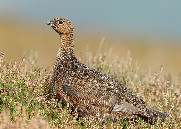 Red Grouse Lagopus lagopus scoticus