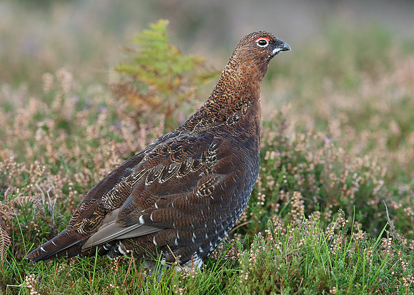 Red Grouse Lagopus lagopus scoticus