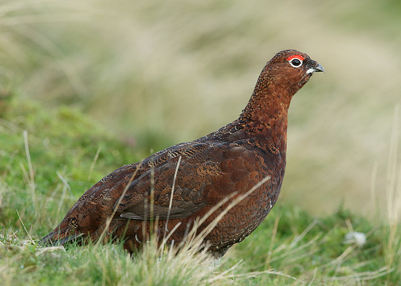 Red Grouse Lagopus lagopus scoticus