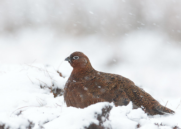 Red Grouse Lagopus lagopus scoticus