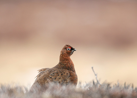 Red Grouse Lagopus lagopus scoticus