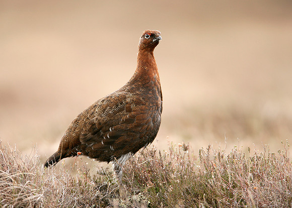 Red Grouse Lagopus lagopus scoticus