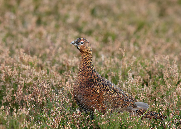 Red Grouse Lagopus lagopus scoticus