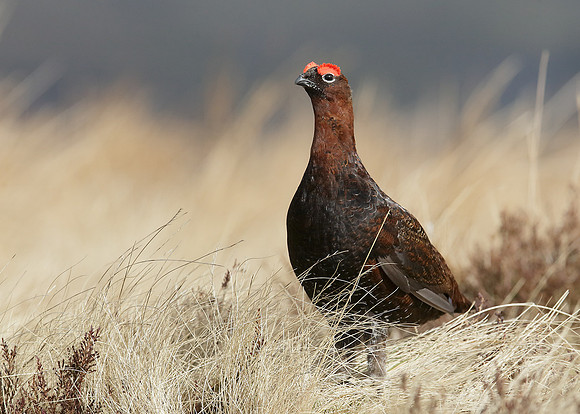 Red Grouse Lagopus lagopus scoticus