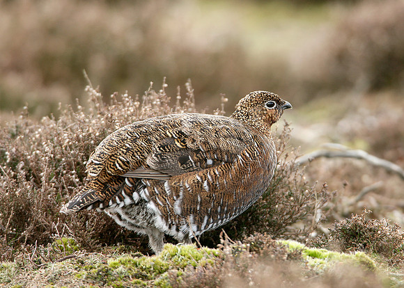 Red Grouse Lagopus lagopus scoticus