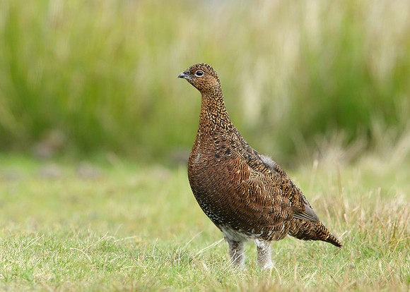 Red Grouse Lagopus lagopus scoticus