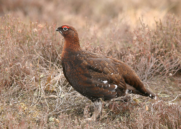 Red Grouse Lagopus lagopus scoticus