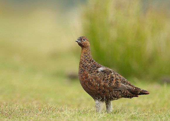 Red Grouse Lagopus lagopus scoticus
