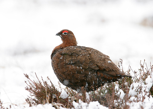 Red Grouse Lagopus lagopus scoticus