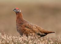 Red Grouse Lagopus lagopus scoticus