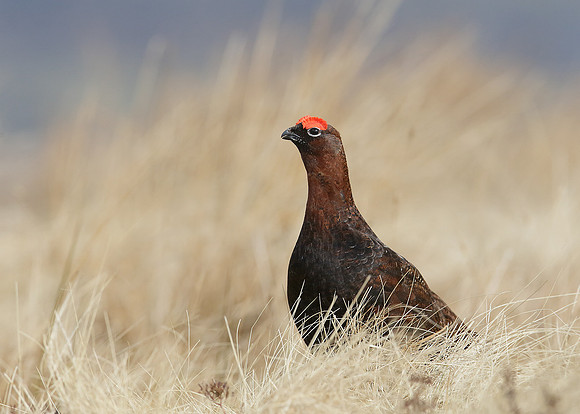 Red Grouse Lagopus lagopus scoticus