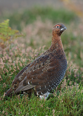 Red Grouse Lagopus lagopus scoticus