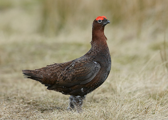 Red Grouse Lagopus lagopus scoticus