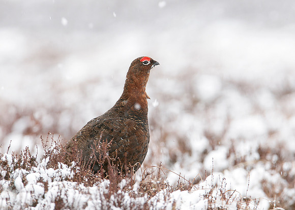 Red Grouse Lagopus lagopus scoticus