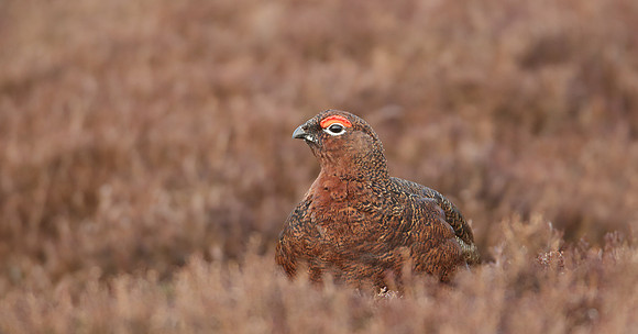 Red Grouse Lagopus lagopus scoticus