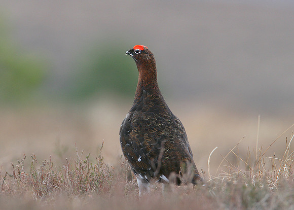 Red Grouse Lagopus lagopus scoticus
