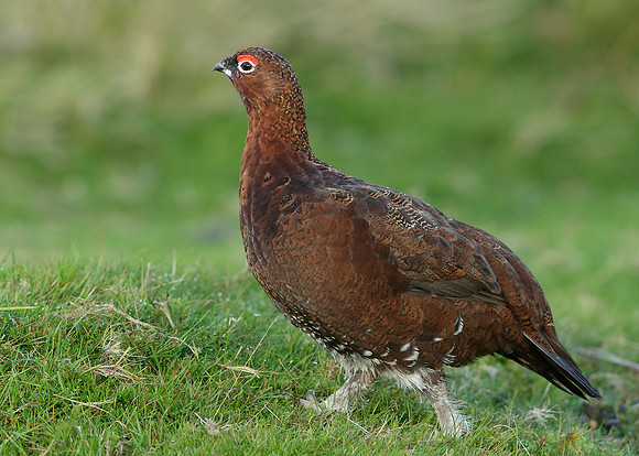 Red Grouse Lagopus lagopus scoticus