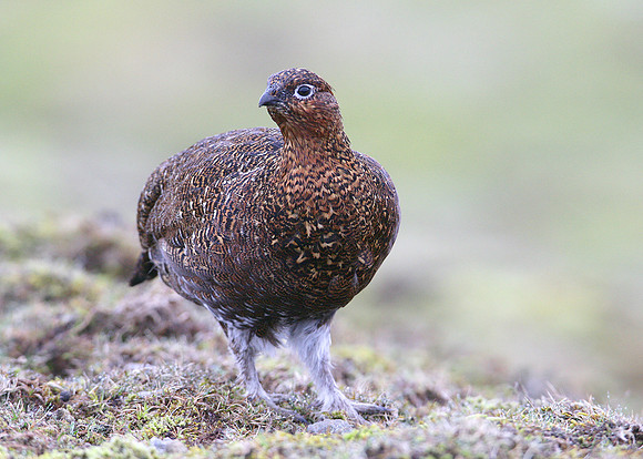 Red Grouse Lagopus lagopus scoticus