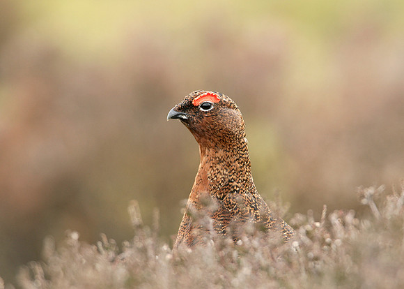 Red Grouse Lagopus lagopus scoticus