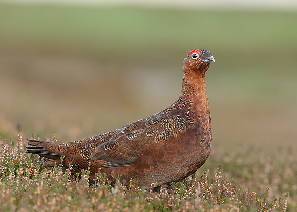 Red Grouse Lagopus lagopus scoticus