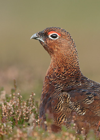 Red Grouse Lagopus lagopus scoticus