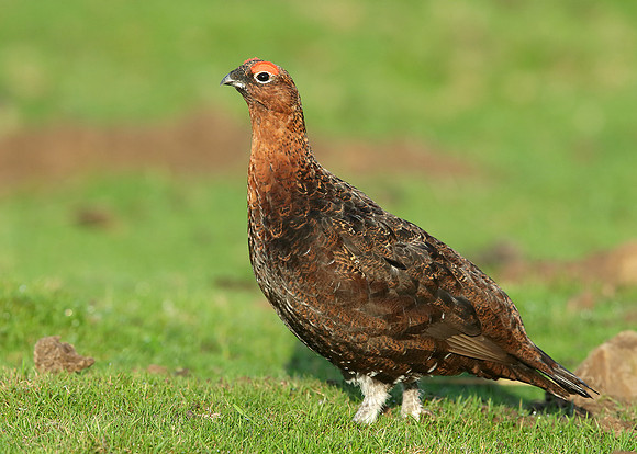 Red Grouse Lagopus lagopus scoticus