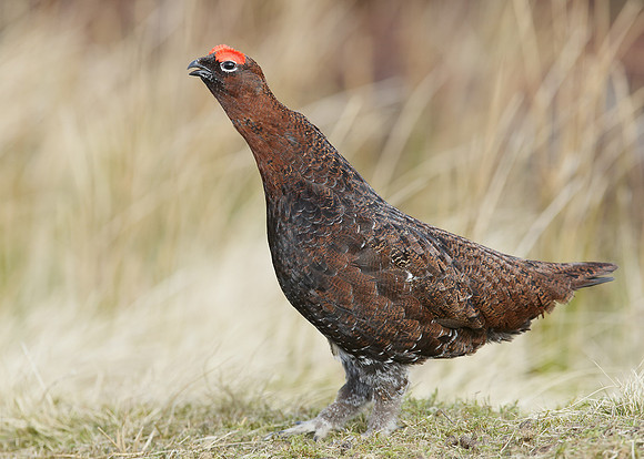 Red Grouse Lagopus lagopus scoticus
