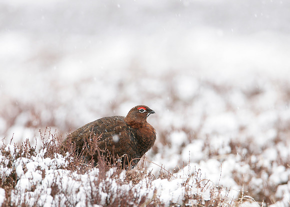 Red Grouse Lagopus lagopus scoticus