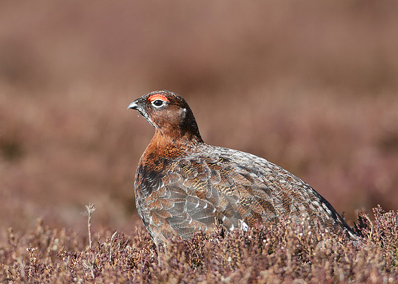 Red Grouse; Lagopus lagopus scoticus