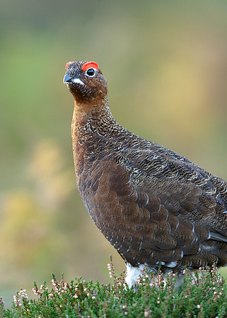 Red Grouse Lagopus lagopus scoticus