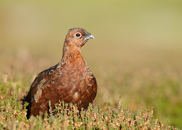 Red Grouse Lagopus lagopus scoticus