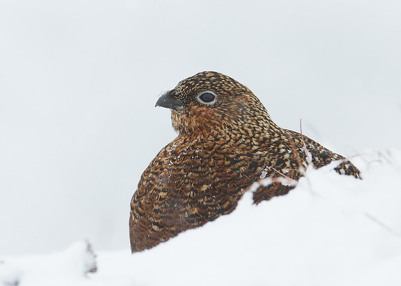 Red Grouse Lagopus lagopus scoticus
