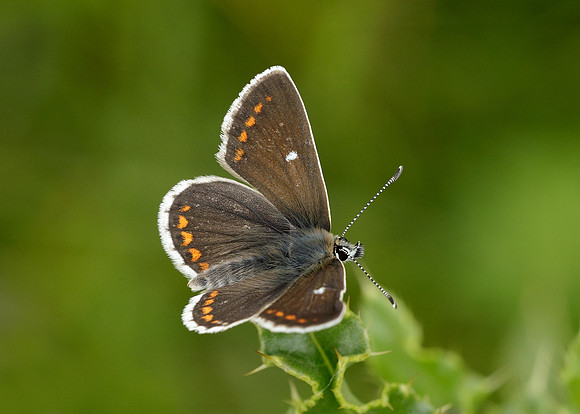 Northern Brown Argus Aricia artaxerxes artaxerxes
