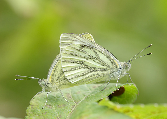 Green-veined White Pieris napi