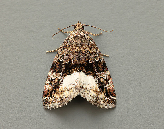 73.024 BF2410 Marbled White Spot Deltote pygarga
