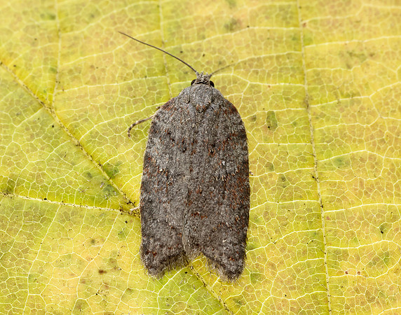 49.069 BF1041 Acleris sparsana