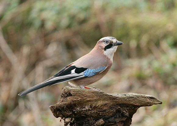 Jay Corvus glandarius