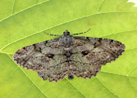 70.258 BF1937 Willow Beauty Peribatodes rhomboidaria