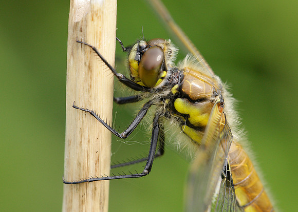 Four-spotted Chaser Libellula quadrimaculata