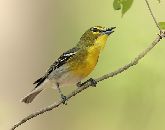 Yellow-throated Vireo Vireo flavifrons