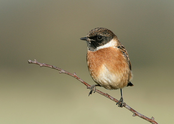 Stonechat Saxicola torquatus