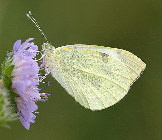 Large White Pieris brassicae