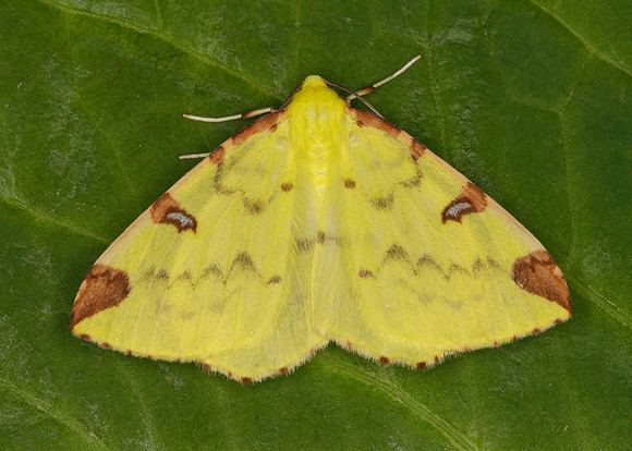 70.226 BF1906 Brimstone Opisthograptis luteolata