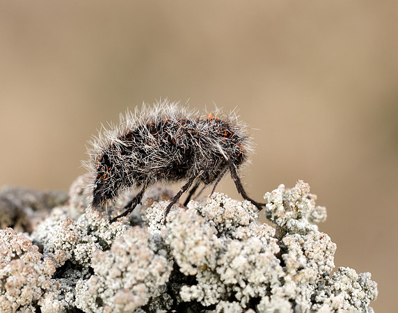 70.249 BF1929 Rannoch Brindled Beauty Lycia lapponaria