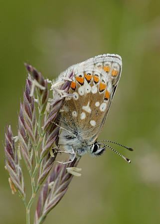 Northern Brown Argus Aricia artaxerxes artaxerxes
