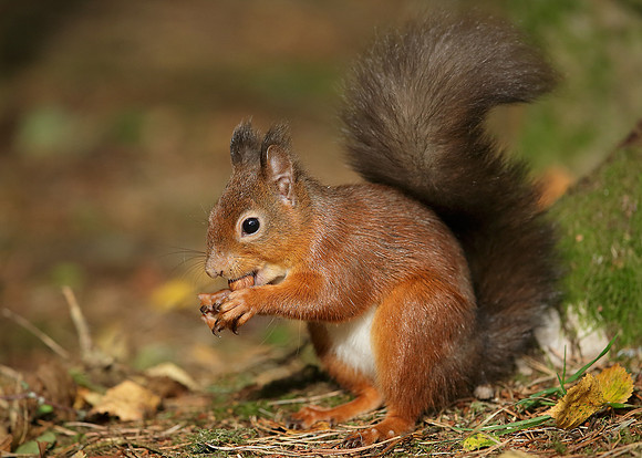 Red Squirrel Sciurus vulgaris