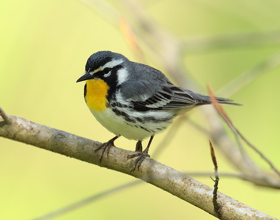 Yellow-throated Warbler  Setophaga dominica