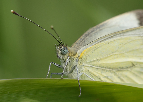 Green-veined White Pieris napi