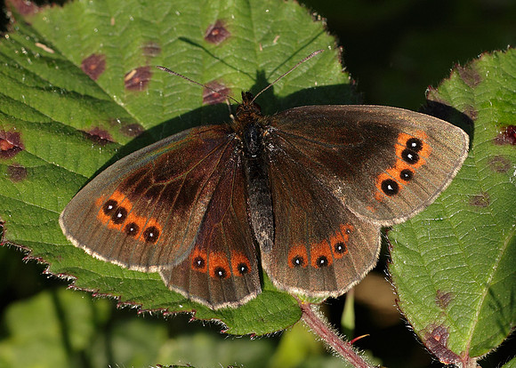 Scotch Argus Erebia aethiops